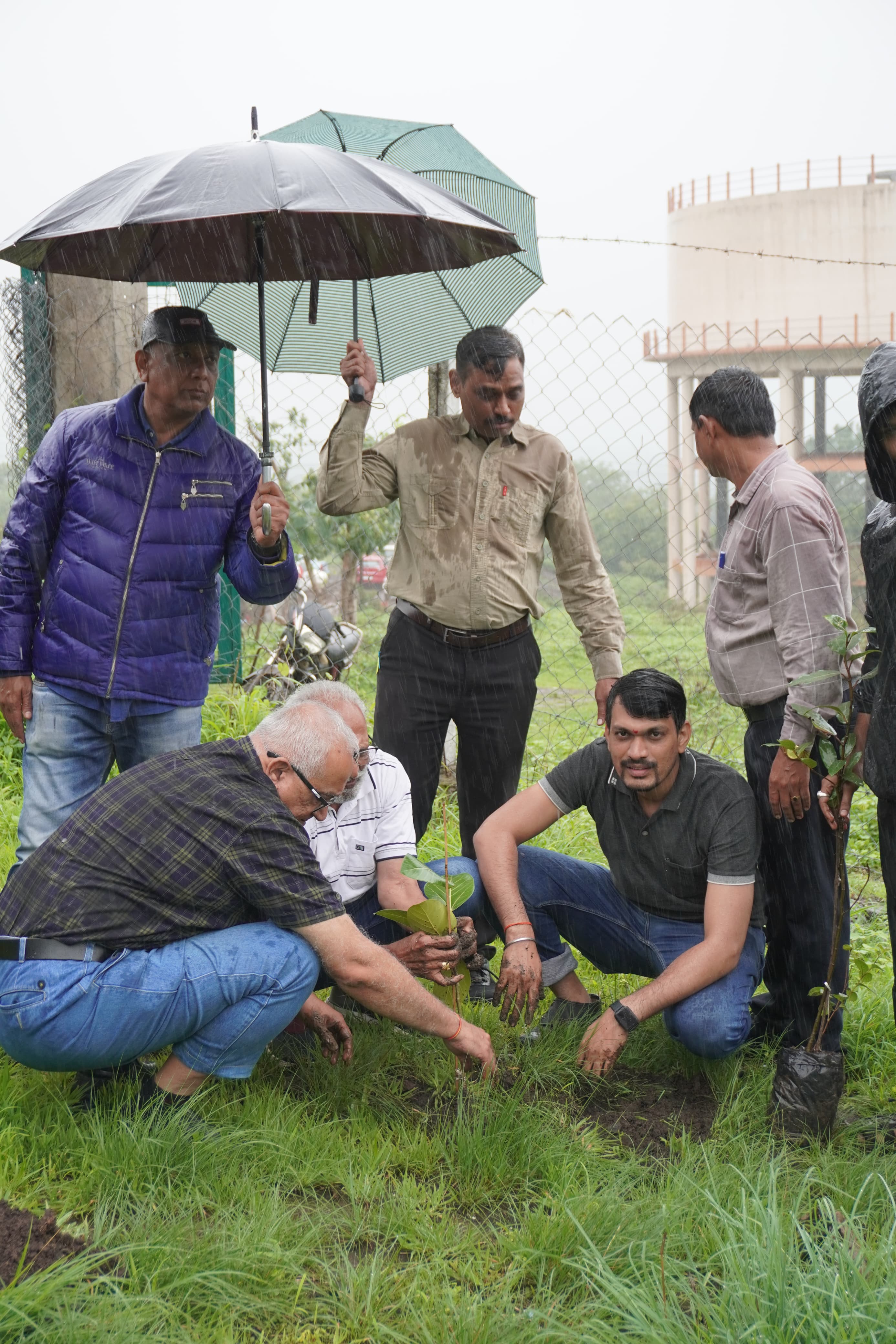 Tree Plantation
