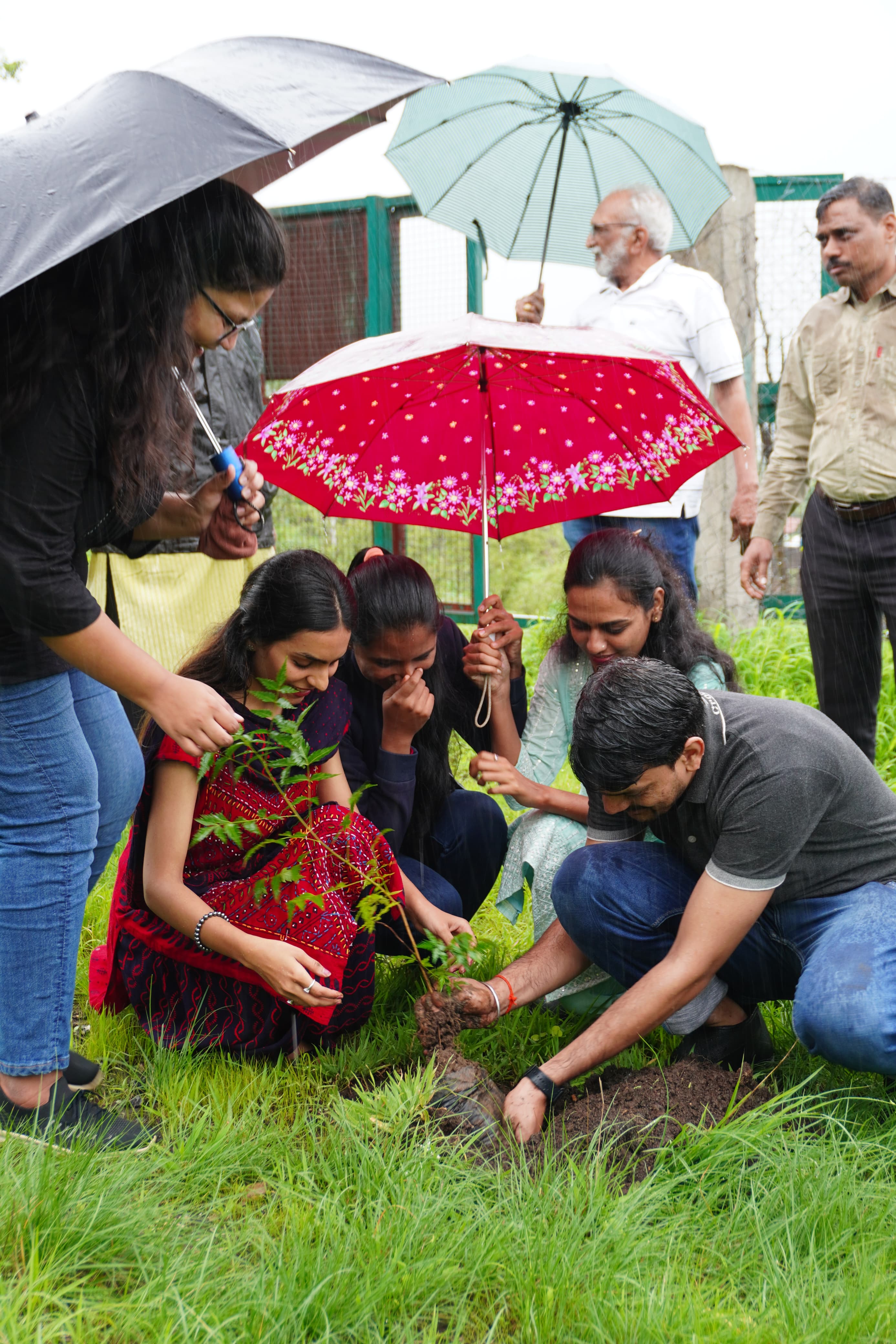 Tree Plantation