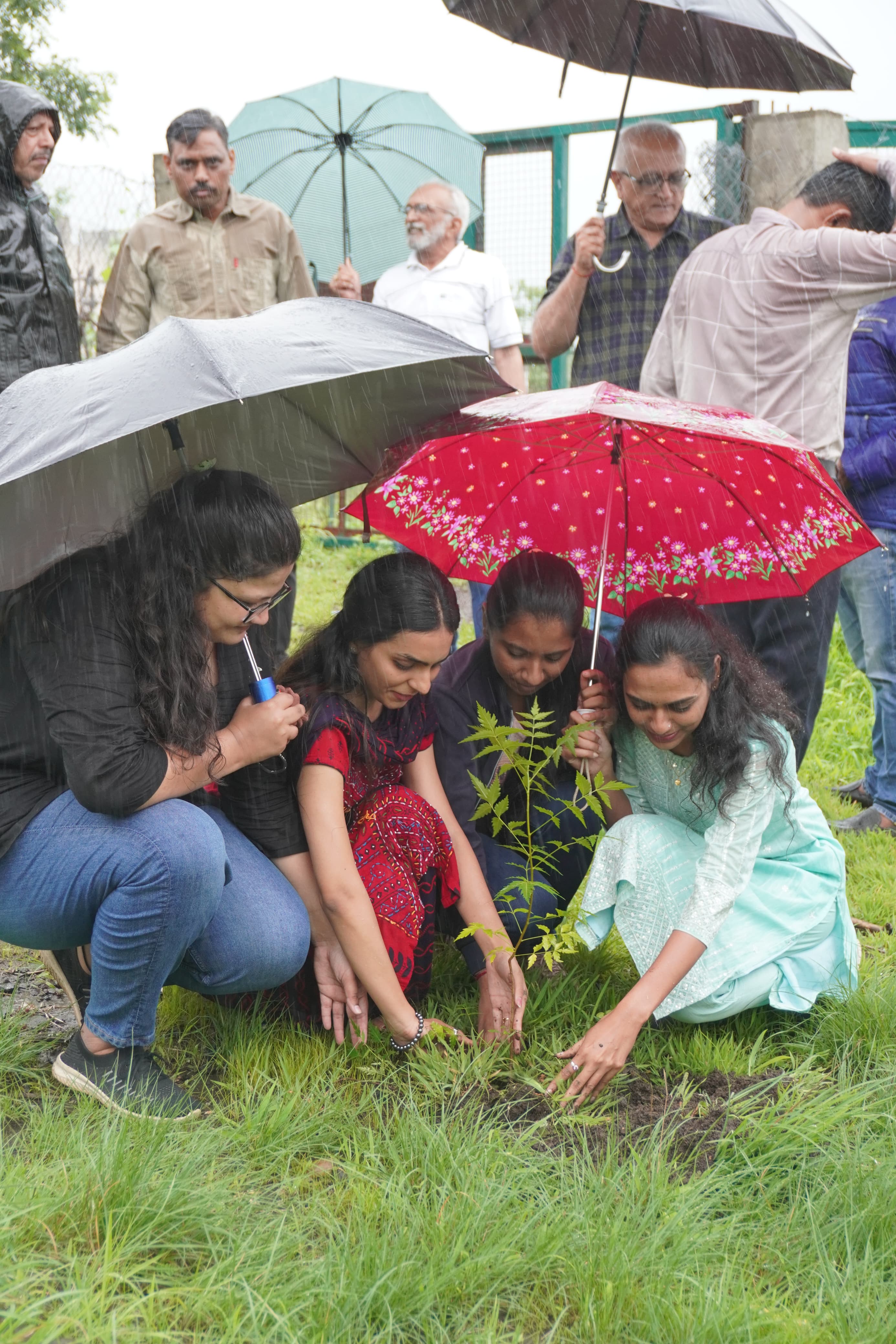 Tree Plantation