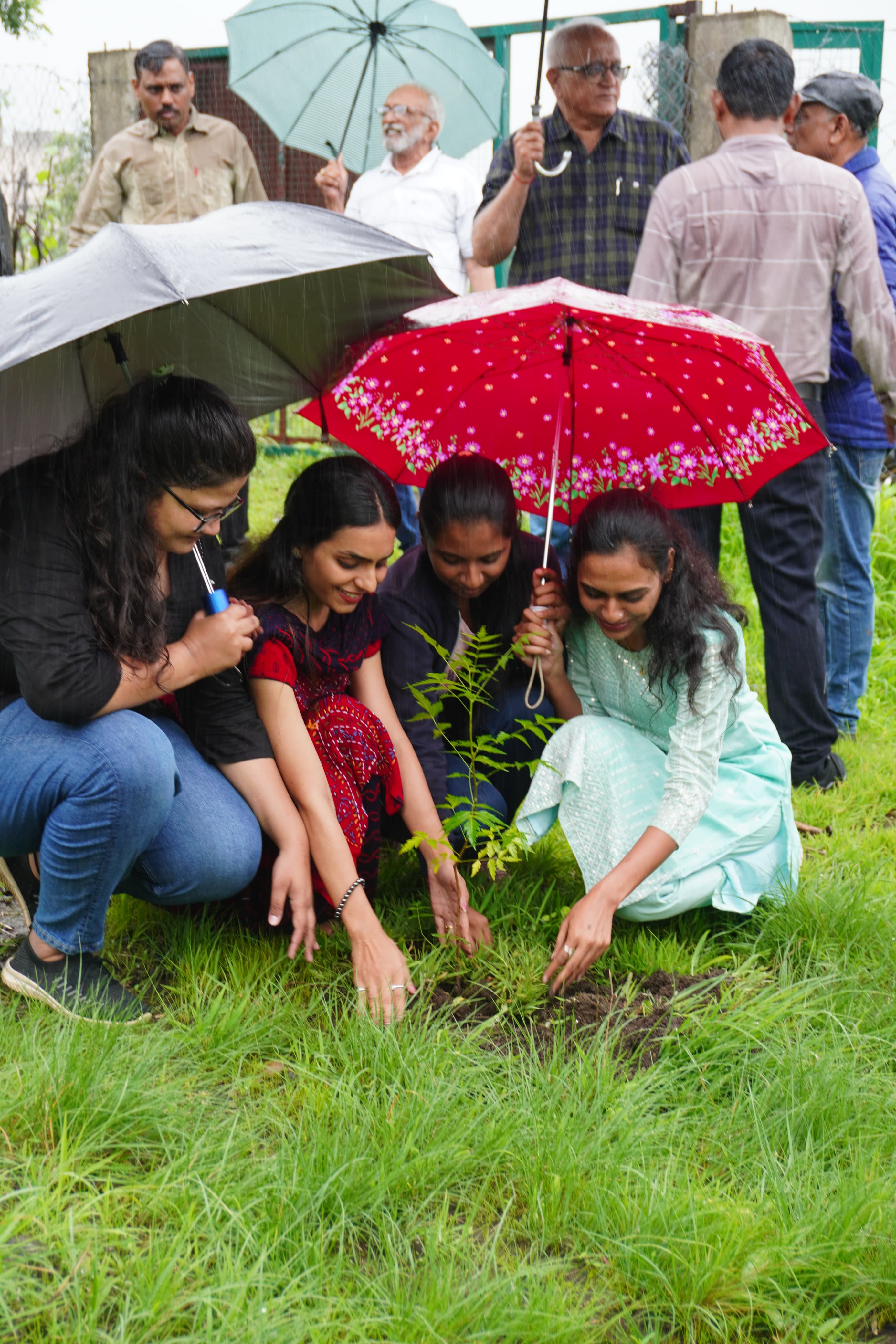 Tree Plantation